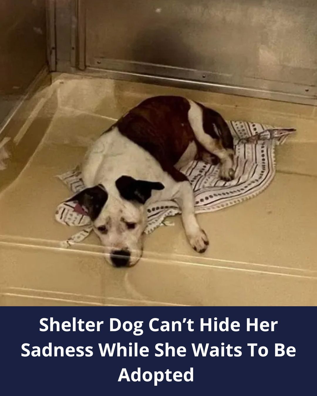 Overlooked Shelter Dog Heartbroken When She Realizes Nobody Wants To Adopt Her