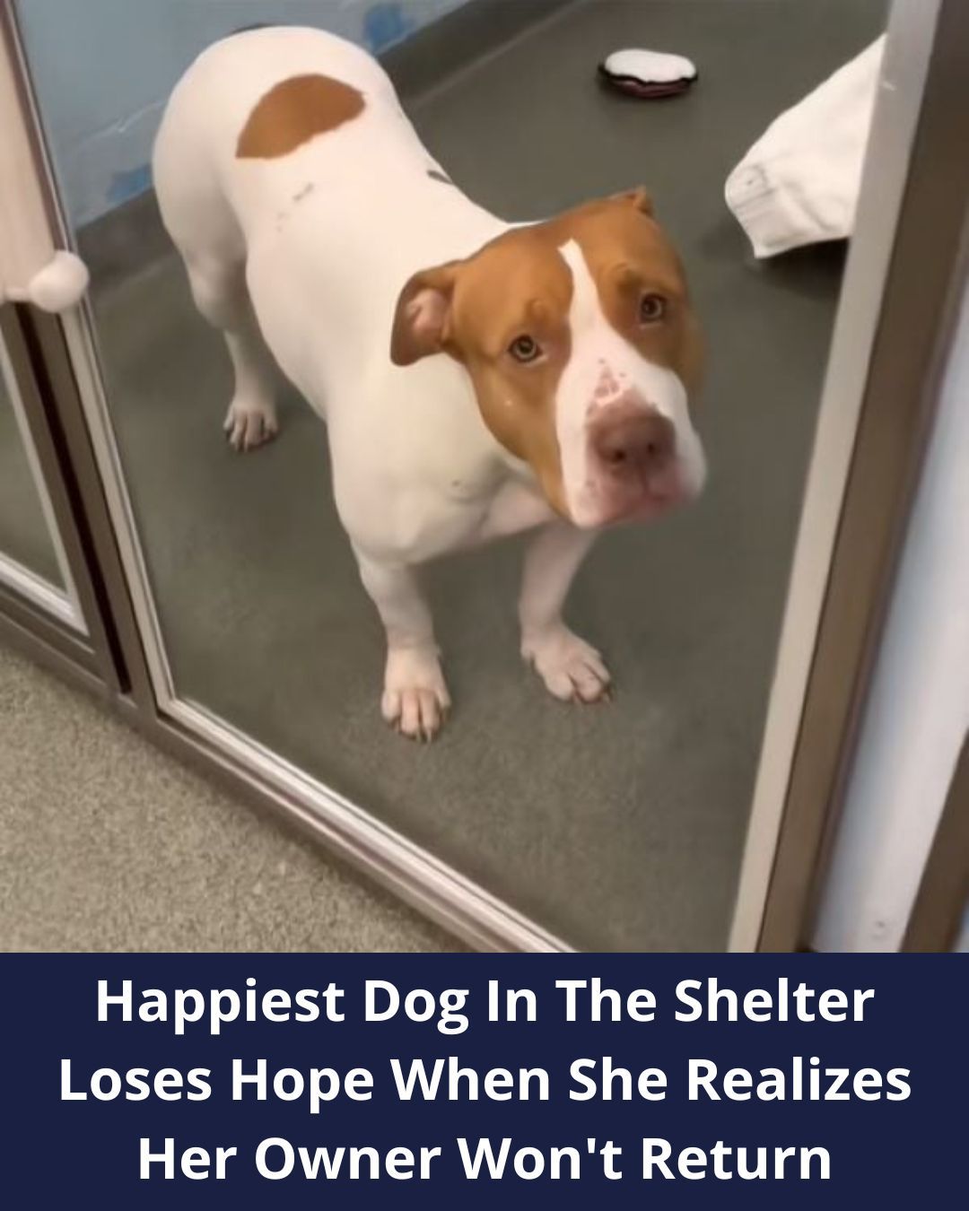 Shelter Pup From Florida Felt Devastated After Realizing Her Owner Won’t Come Back For Her