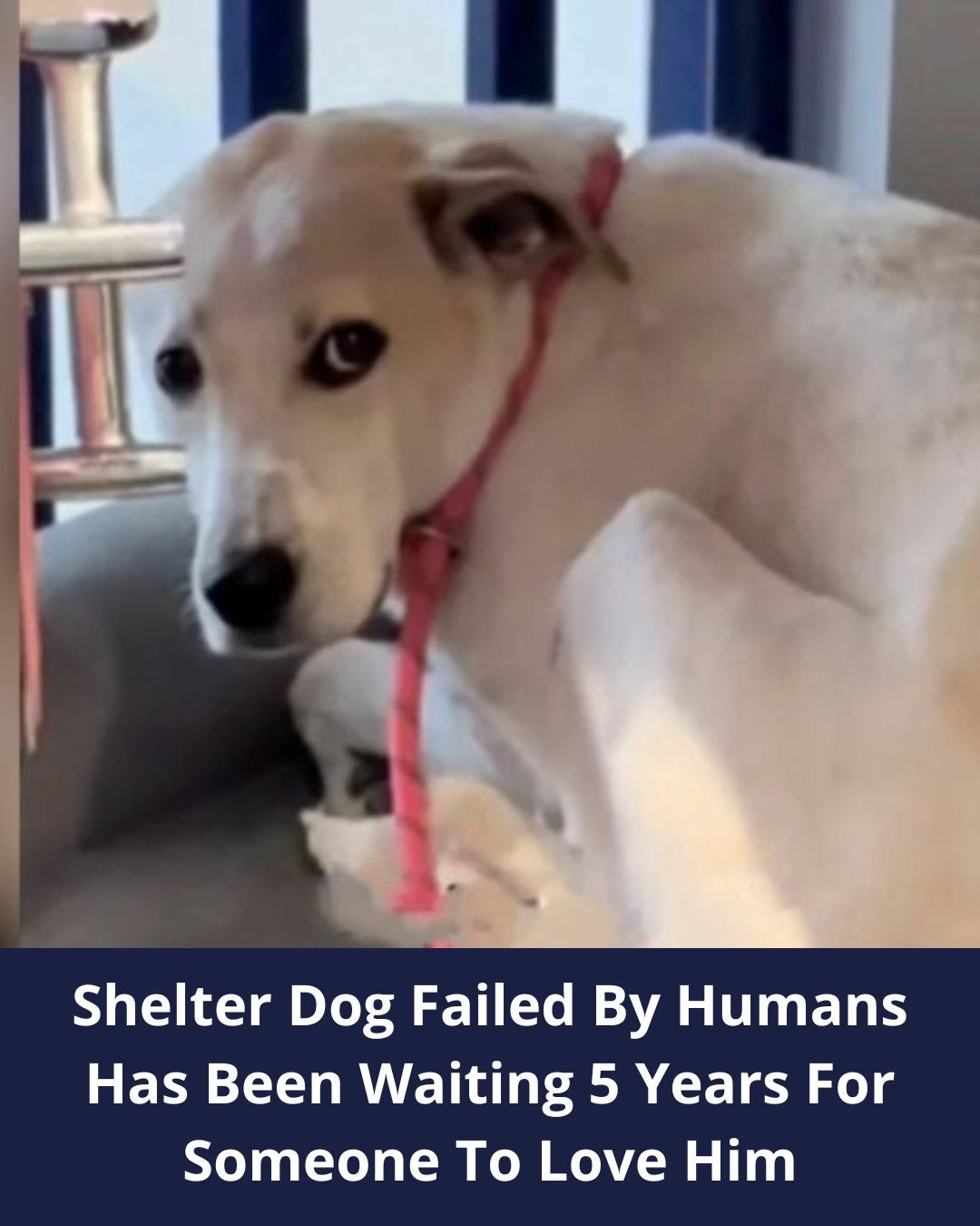 California Shelter Dog Failed By Humans Many Times Has Been Waiting 5 Years For Someone To Love Him