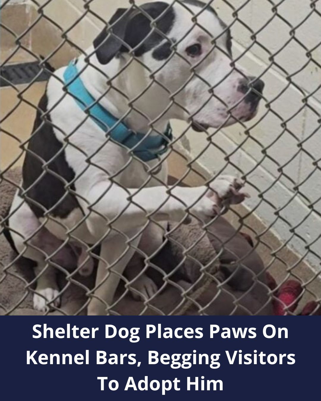 Tears As Shelter Dog Places Paws On Kennel Bars, Begging Visitors To Adopt Him