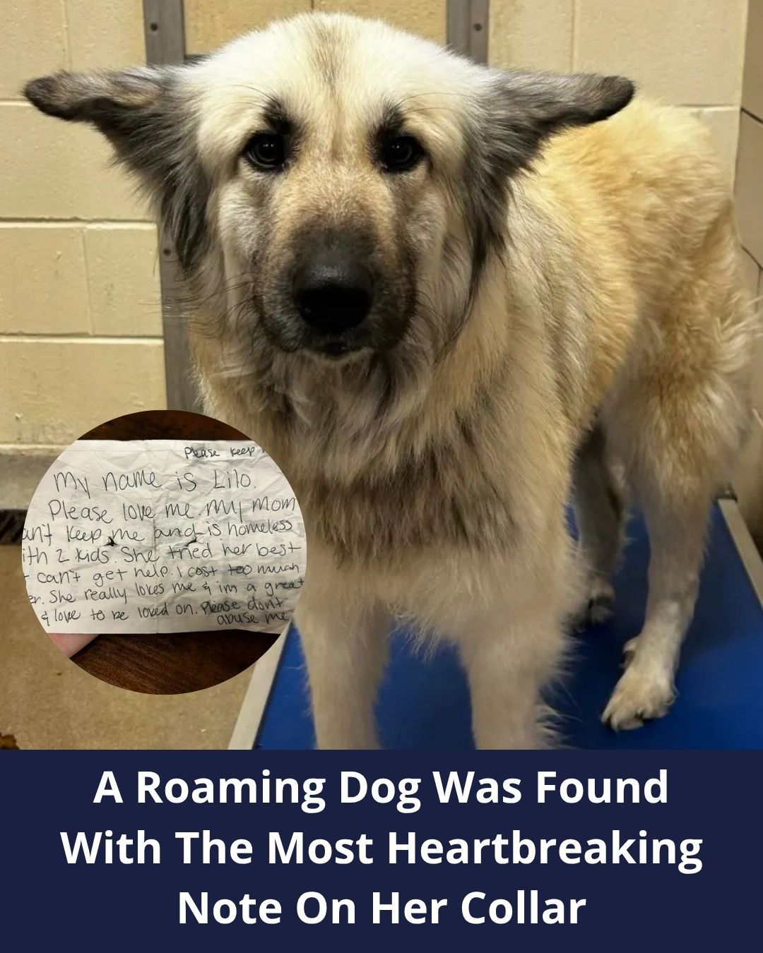 Witness A Heartwarming Reunion Between A Dog And His Mom Thanks To A Sad Note