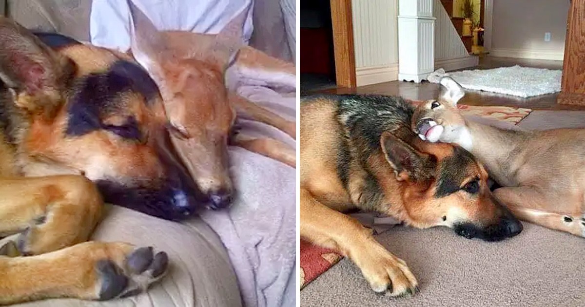 Sarge, A 9-Year-Old German Shepherd, became a Loving Mother to many Orp.haned Fawns!