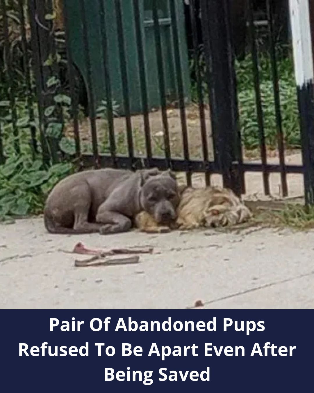 California Rescuers Found 2 Sweet Pups Who Refused To Be Apart Even After Being Saved