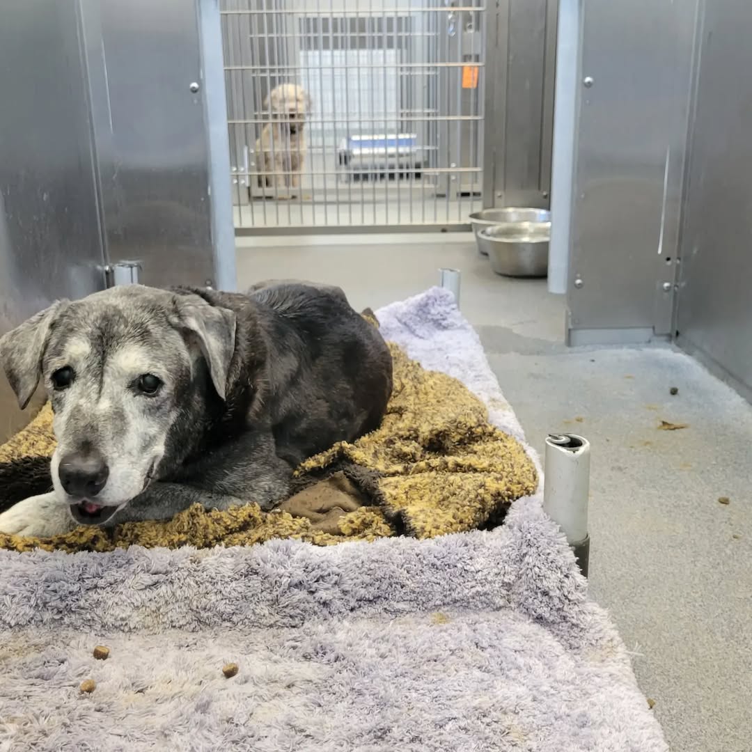 19-Year-Old Dog Transforms into Playful Puppy After Being Saved from Shelter