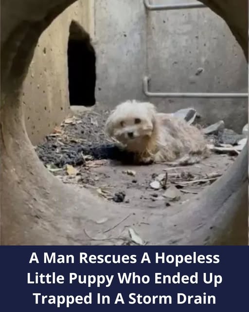 A Man Rescues A Hopeless Little Puppy Who Ended Up Trapped In A Storm Drain