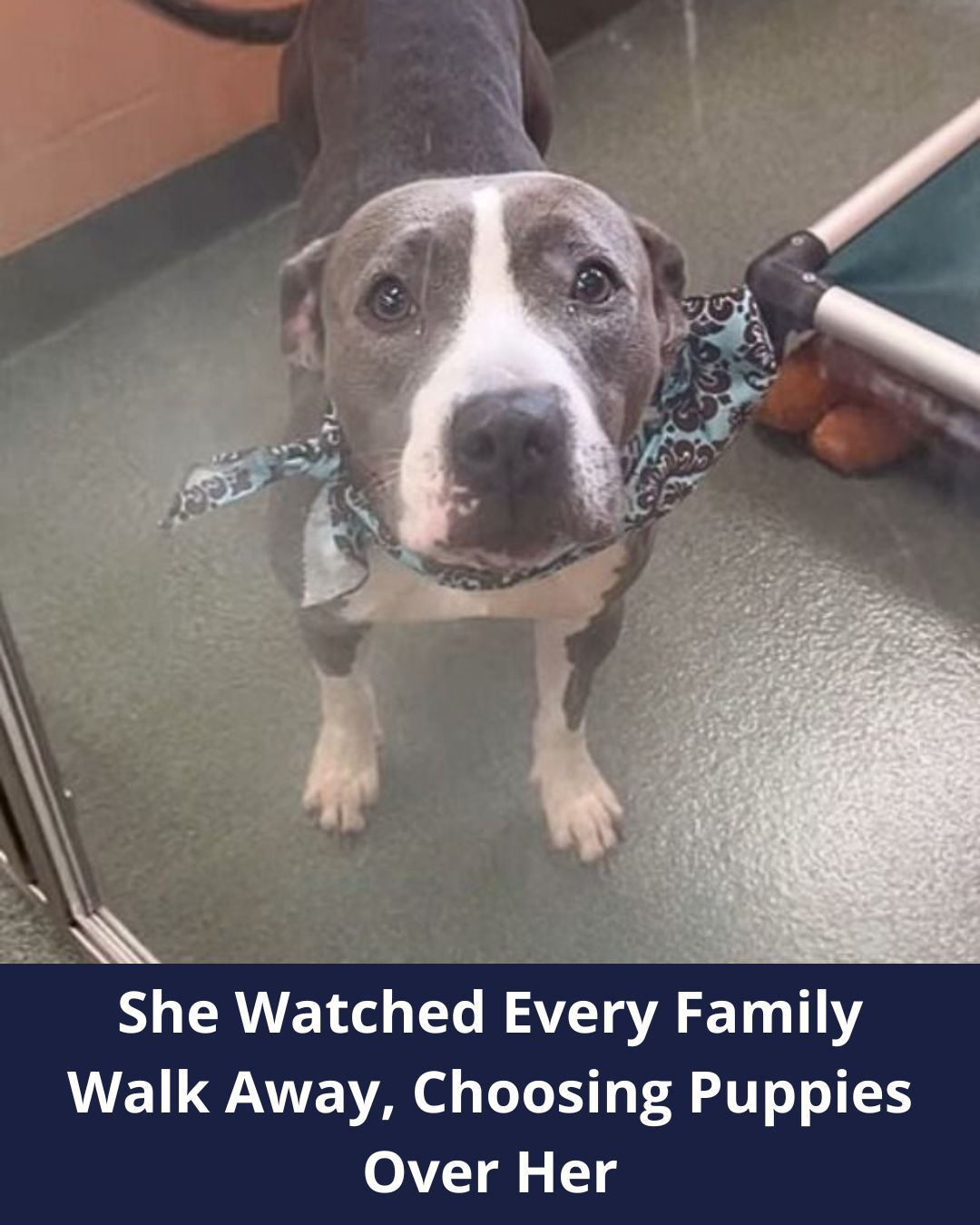 Overlooked Dog At Florida Shelter Can’t Understand Why People Keep Avoiding Her