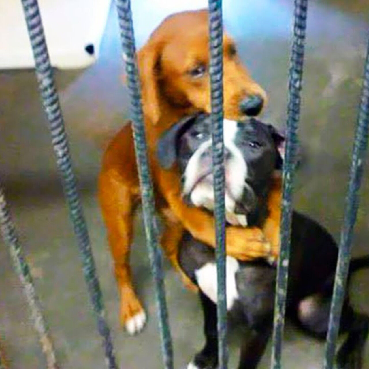 Heartwarming Photo Reunites Dogs with Compassionate New Owners, Inspiring Global Shelter Awareness