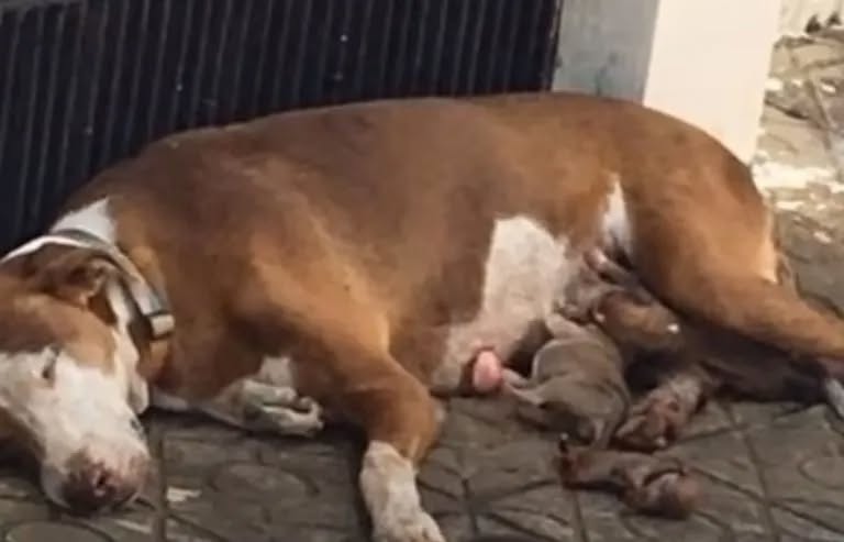 Dog Mom That Gave Birth On The Street Saved With Her Pups At The Last Moment!