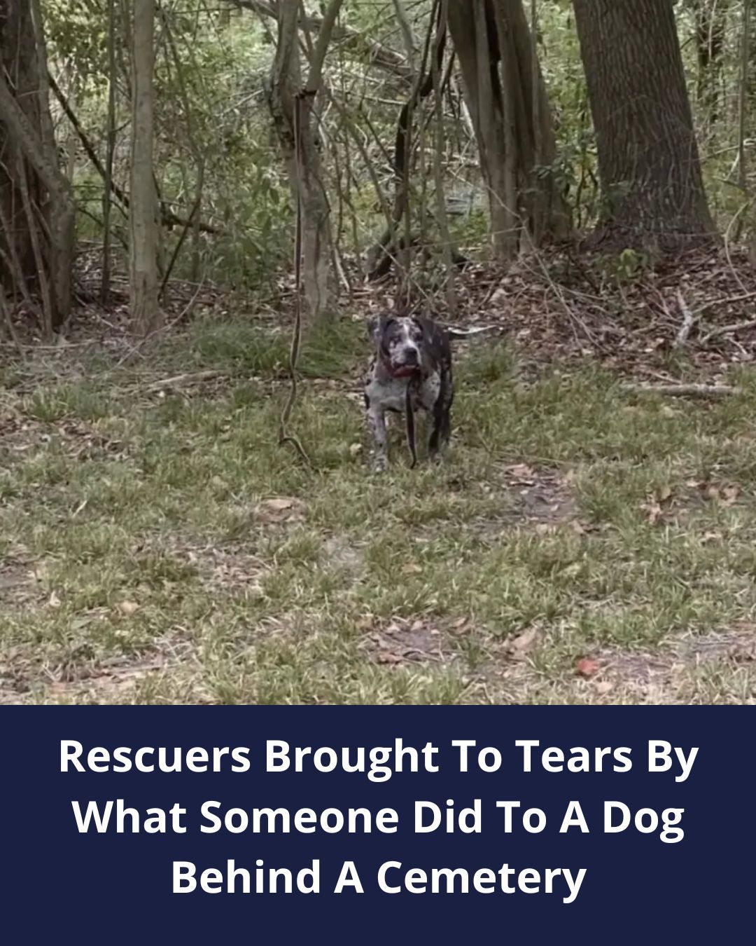Rescuers Were Brought To Tears When They Saw What Somebody Did To This Dog Behind A Cemetery
