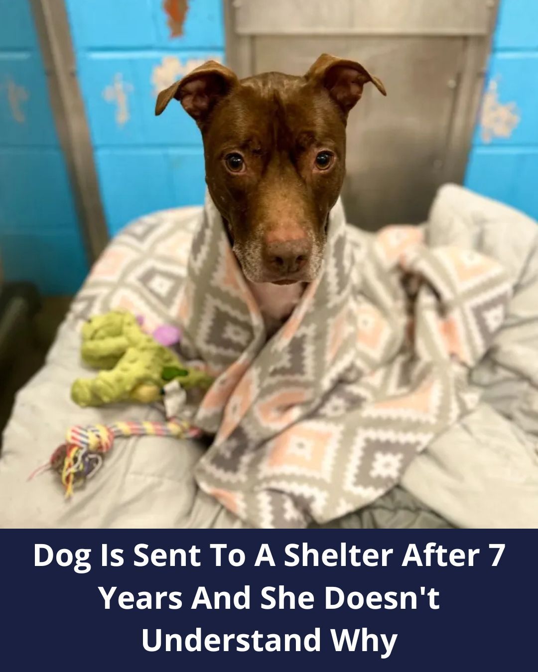 Heartbroken Dog Surrendered To A Shelter After 7 Years Of Being With A Family
