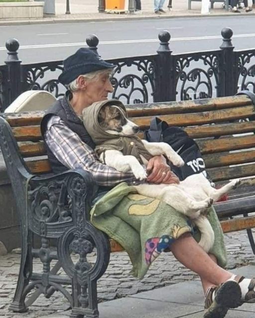 He Had Nothing But A Bench, A Blanket, And A Dog—But I’ve Never Seen A Love That Strong
