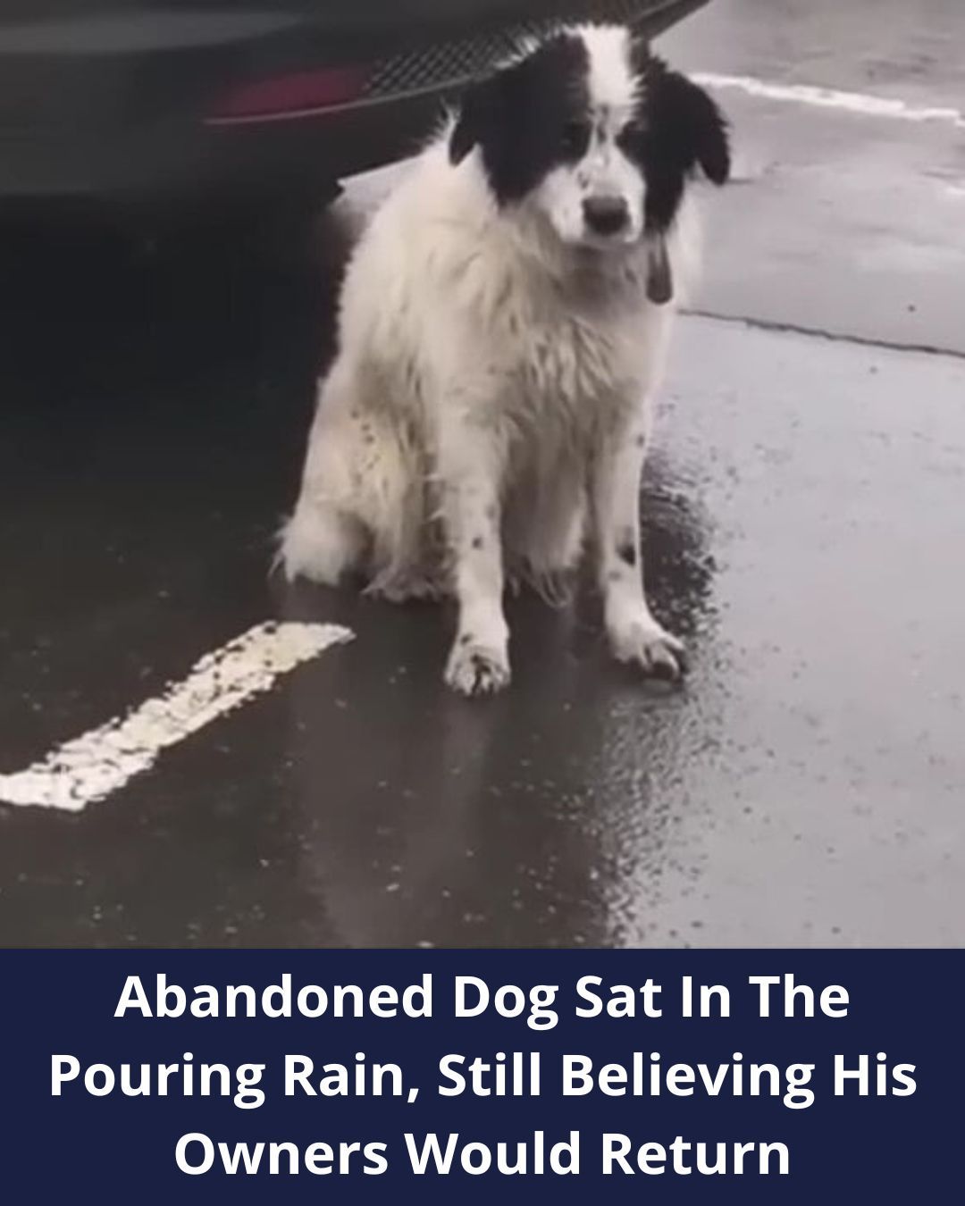 A Loyal Abandoned Pup Spent Hours Waiting In The Pouring Rain, Believing His Owners Would Return For Him