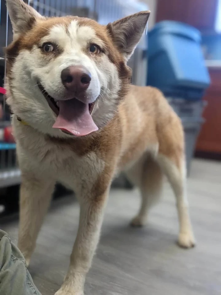 Husky Who Escaped Through Shelter Roof Finds Her Forever Home After Long Wait