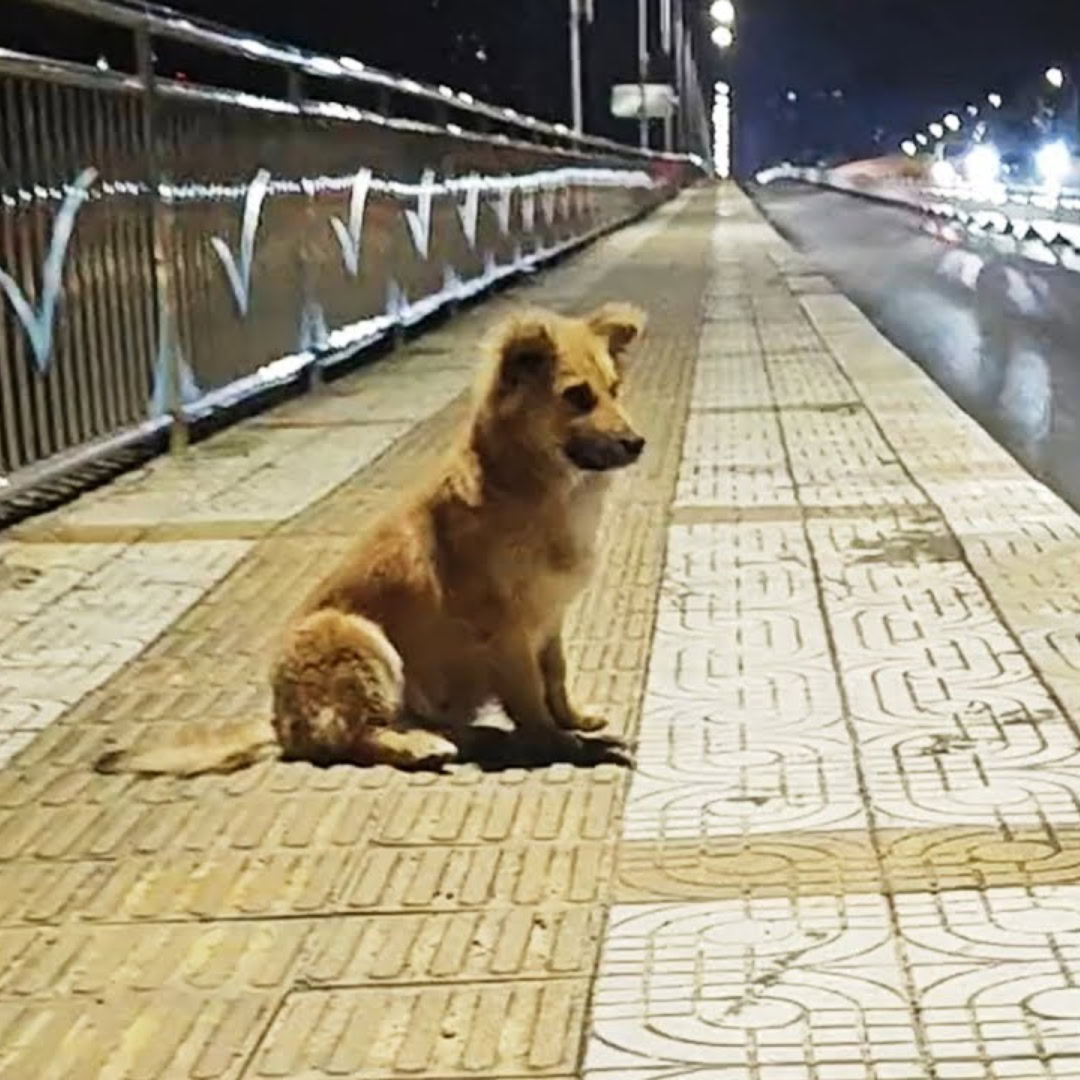 Heartbroken Pup Waited at An Overpass for Weeks, Believing His Owner Would Come Back