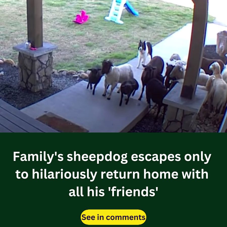 Missing sheepdog returns with a heartwarming surprise