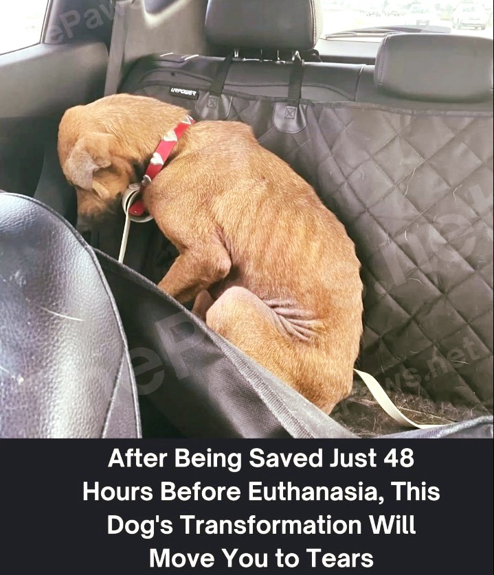 Dog saved 48 hours before Euthanasia has a heartwarming transformation