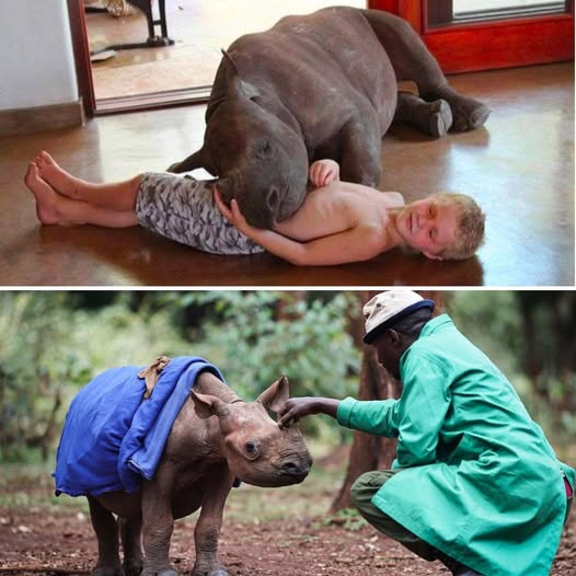 He never knew the warmth of his mother’s touch—until now. This orphaned baby rhino, once afraid to sleep alone, has finally found love, safety, and a family that will never let him go. 