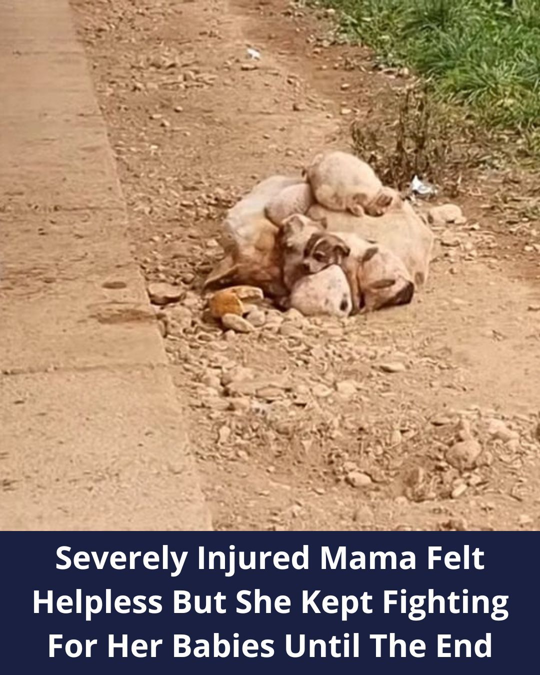 Injured Mama Dog Struggled To Help Her Babies Survive, But Then Rescuers Stepped In To Help