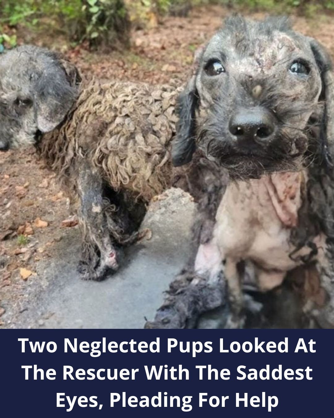 2 Neglected Puppies Were In Desperate Need Of Help And Then Rescuers Came To Their Aid