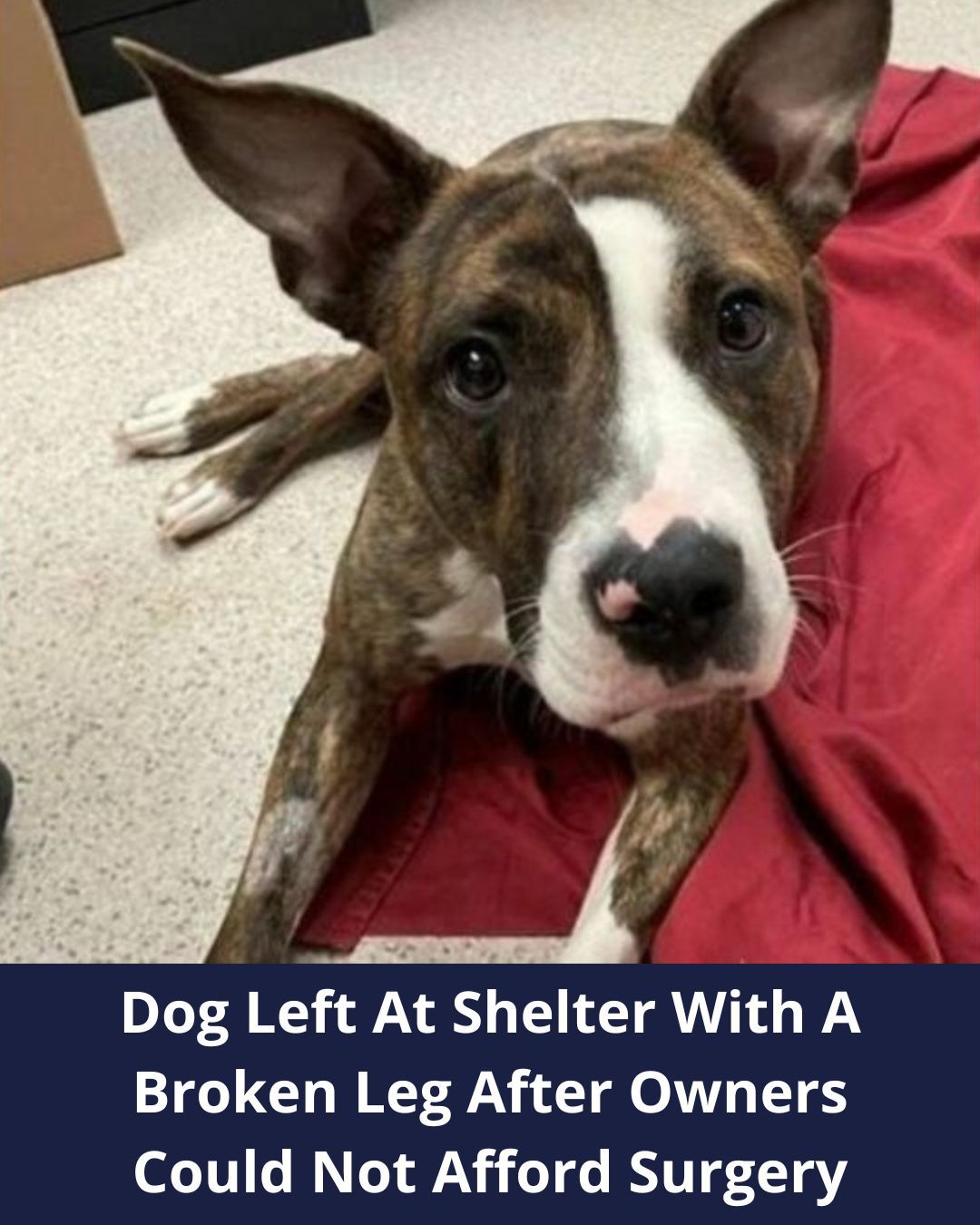 Dog Left At New York Shelter With A Broken Leg After Owners Could Not Afford Surgery, Now She Runs Again