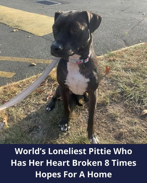 World’s Loneliest Pittie Spends Two Years In Eight Different Foster Homes That ‘Couldn’t Keep Her Long’