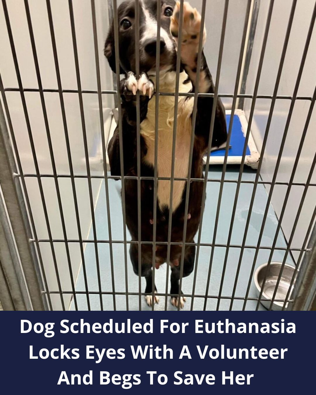 Texas Volunteer Locks Eyes With Dog Scheduled For Euthanasia And Makes Life-Saving Decision