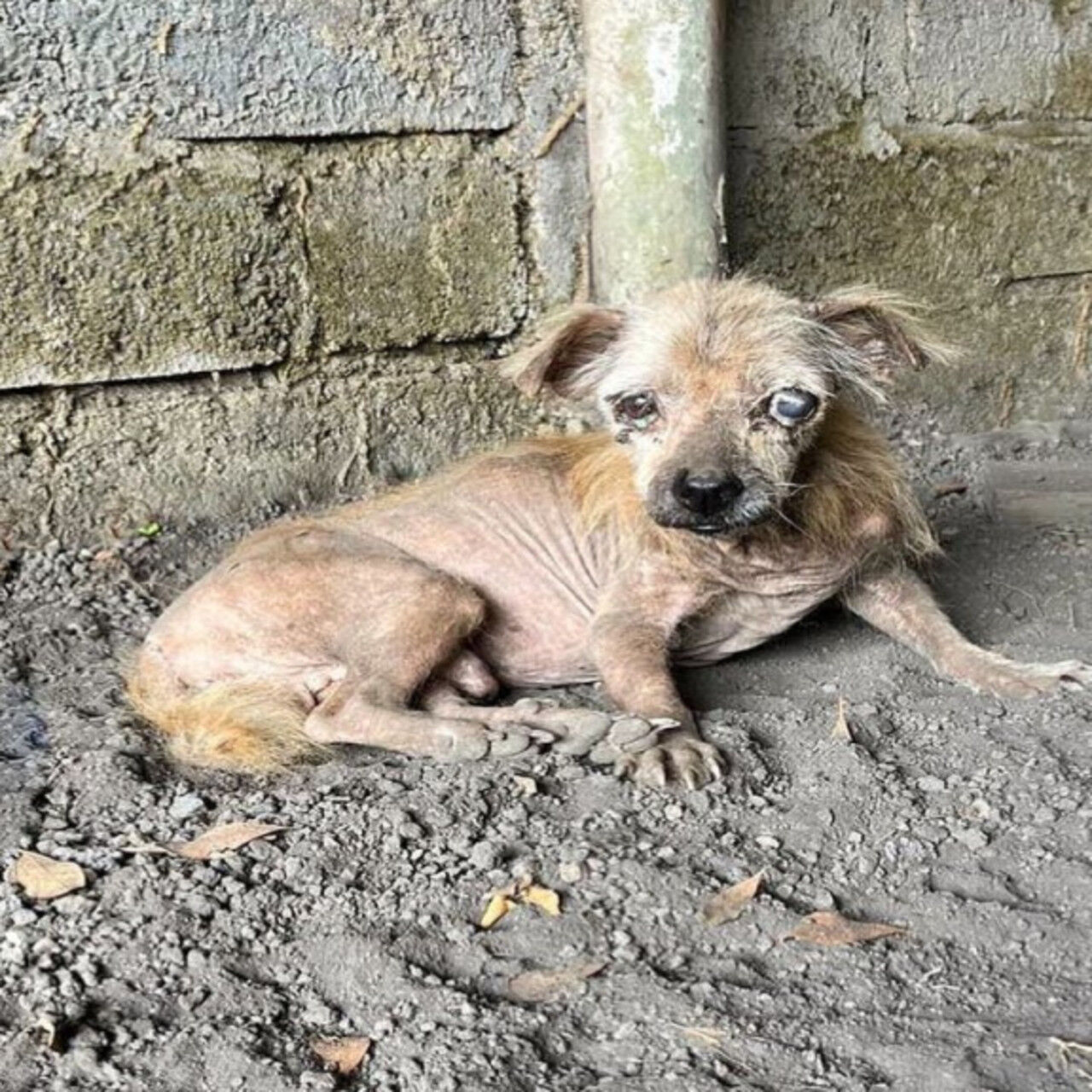 Abandoned and Blind, This Resilient Dog Seeks a Second Chance at a Loving Home