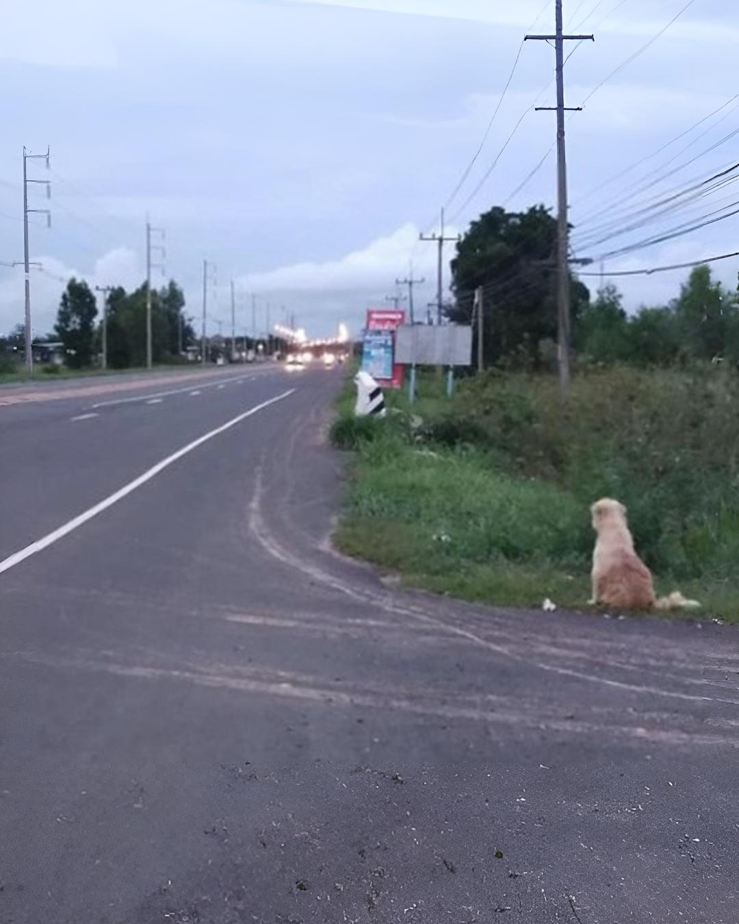 Dog Waits 4 Years In The Same Spot Until He Gets Reunited With Owners Who ʟᴏsᴛ Him