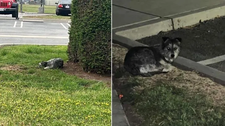 Pup Who Was Left On California Parking Lot Refused To Move In Hopes Her Owner Will Come Back For Her