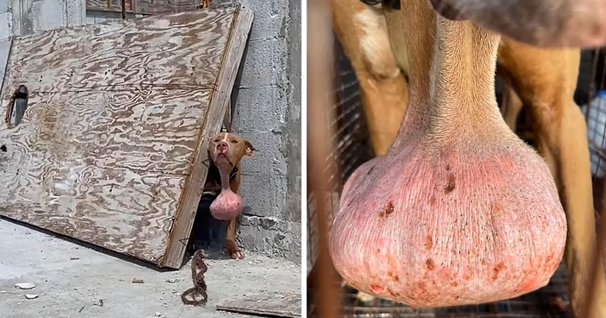 FROM ABANDONED TO HOPE: Dog Left to Suffer With Painful Tumor Rescued and Given a Second Chance Through Life-Saving Surgery
