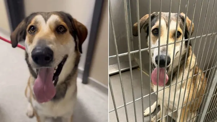 California Rescuers Were Shocked When Family Took In A Dog And Returned Him After An Hour Because He Is ‘Big’