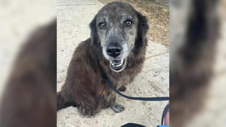 Rescuers Rejoiced When This Lost Pup Was Finally Reunited With His Mom