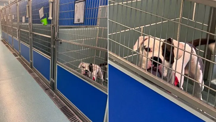 Sad Shelter Dog Watches His Friends Get Adopted, Hoping To Find A Family Of His Own
