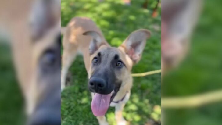 Sweet Puppy Waited For Her Adopters To Pick Her Up From California Shelter, But They Never Showed Up