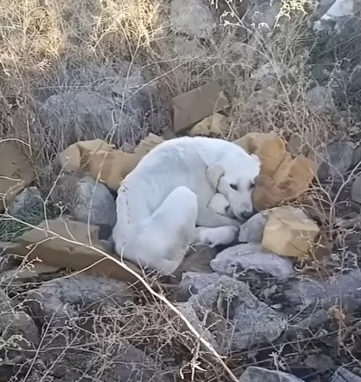 Mother Dog’s Unbreakable Bond: A Tale of Resilience and Devotion