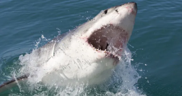 Woman eaten whole by 13ft shark during ocean swim without anyone noticing