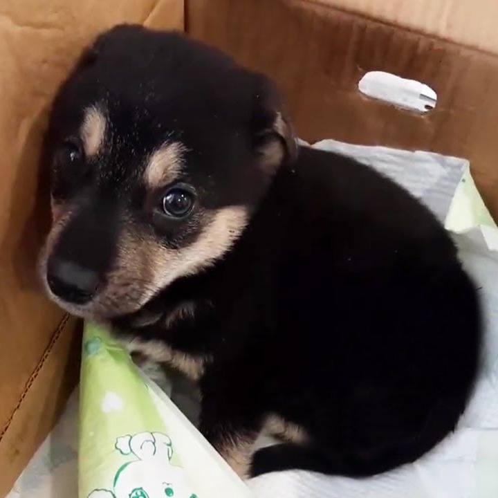 Abused Pup Escaped From His Owner, Now Lives The Happiest Live