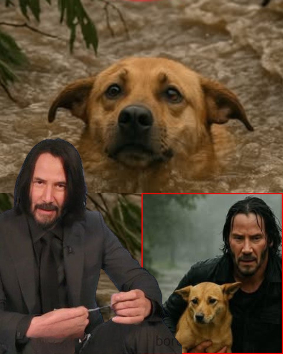 Matrix Hero” – Keanu Reeves defied death, rushing straight into the Texas floodwaters to SAVE A K9 DOG swept away by the water! In just 180 breathless seconds, he pulled the dog out of the raging water, making the whole of America shiver – the camera captured the moment that broke millions of hearts!