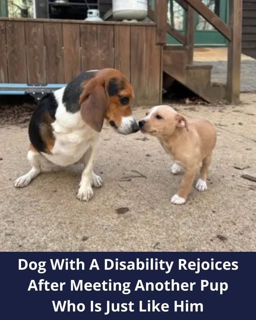 Dog With A Disability Rejoices After Meeting Another Pup Who Is Just Like Him