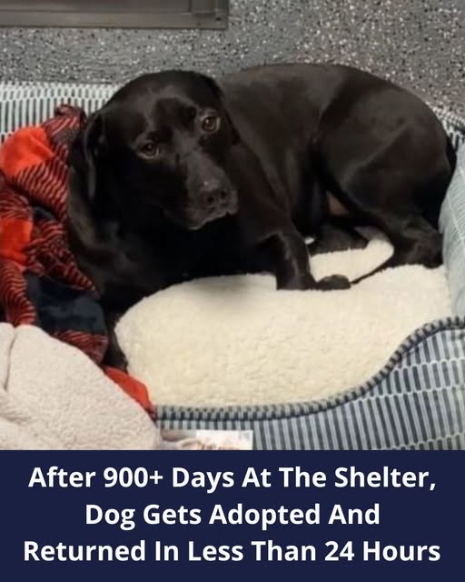Dog Who Spent 900 Days At Shelter Ends Up Being Returned One Day After Being Adopted