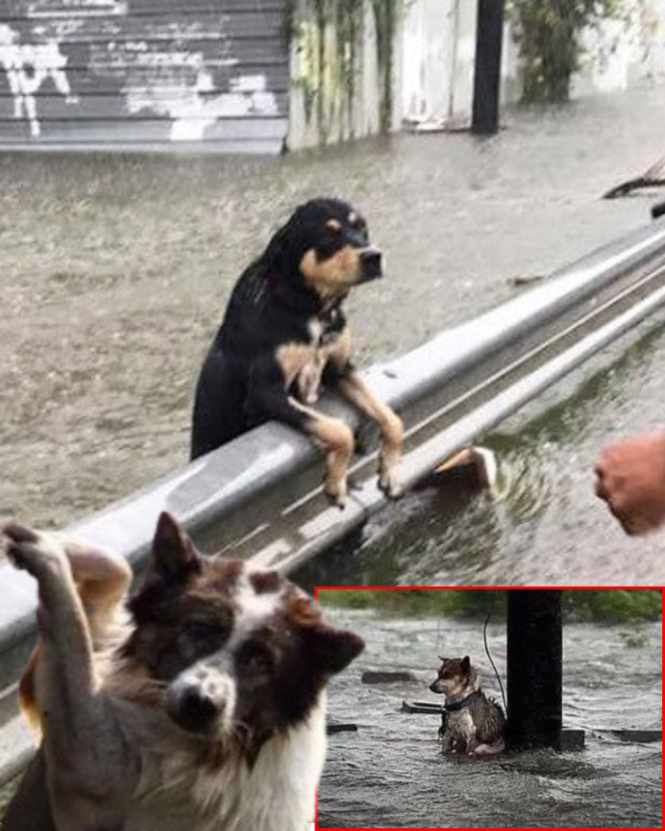 Amid a fierce storm, a dog’s lonely night transformed into a gripping tale of rescue, resilience, and the incredible healing power of kindness.