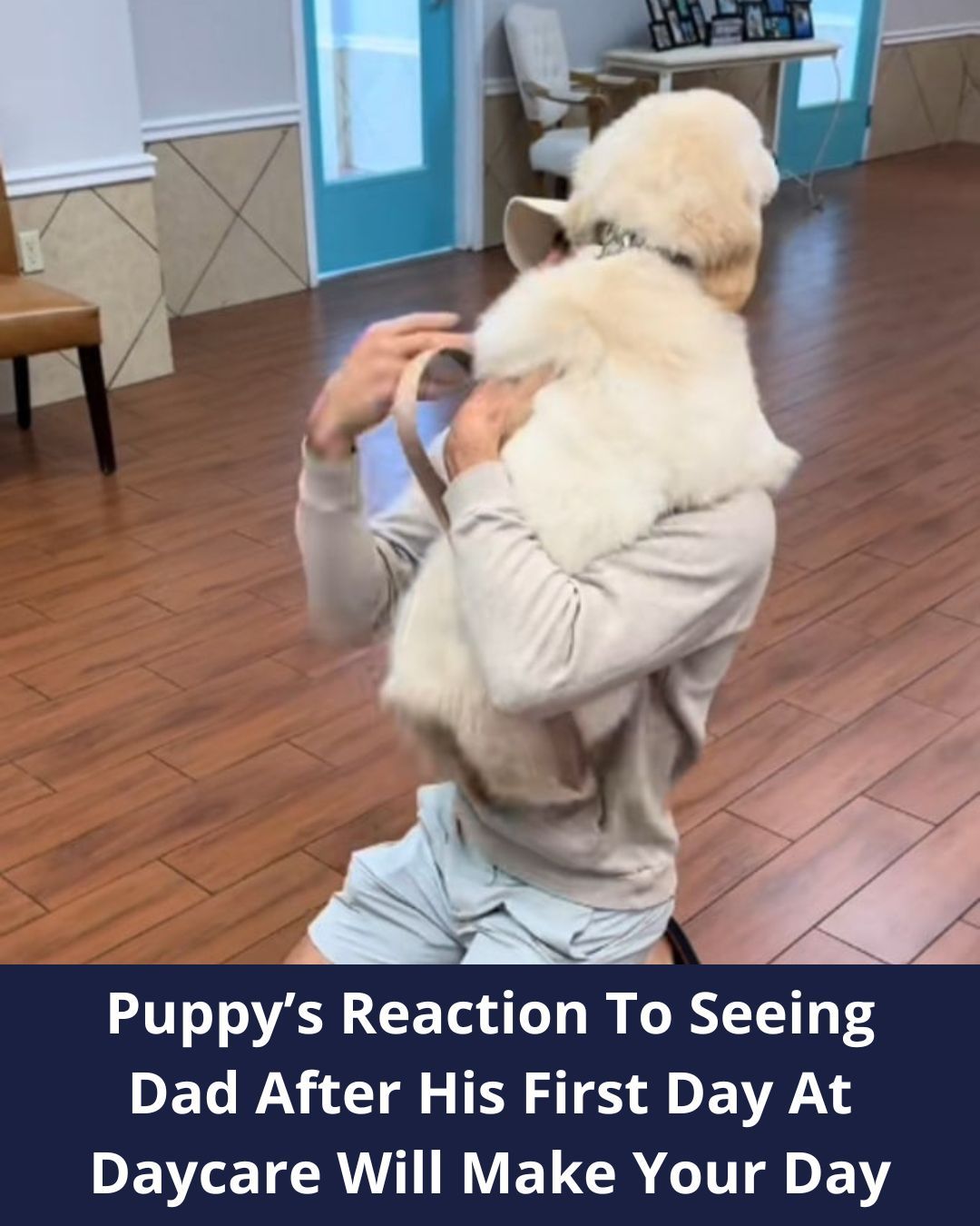 Puppy’s Reaction To Seeing Dad After His First Day At Florida Daycare Will Make Your Day