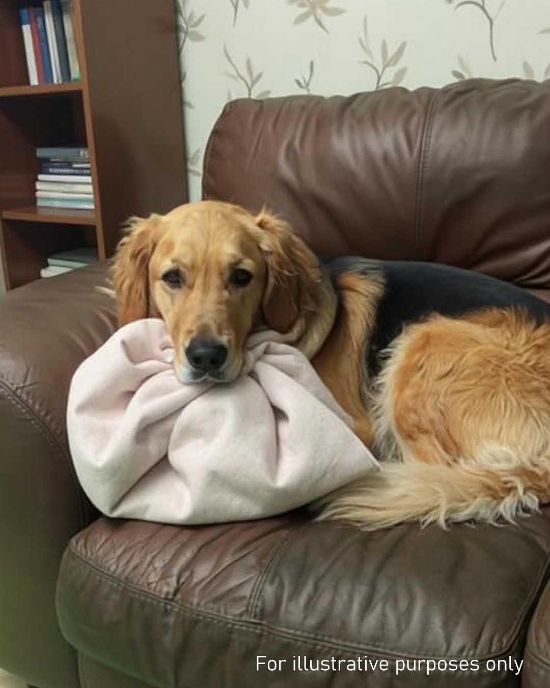 Beautiful ending: I Bought a $20 Couch at a Garage Sale — What My Dog Found Inside Turned My Life Upside Down