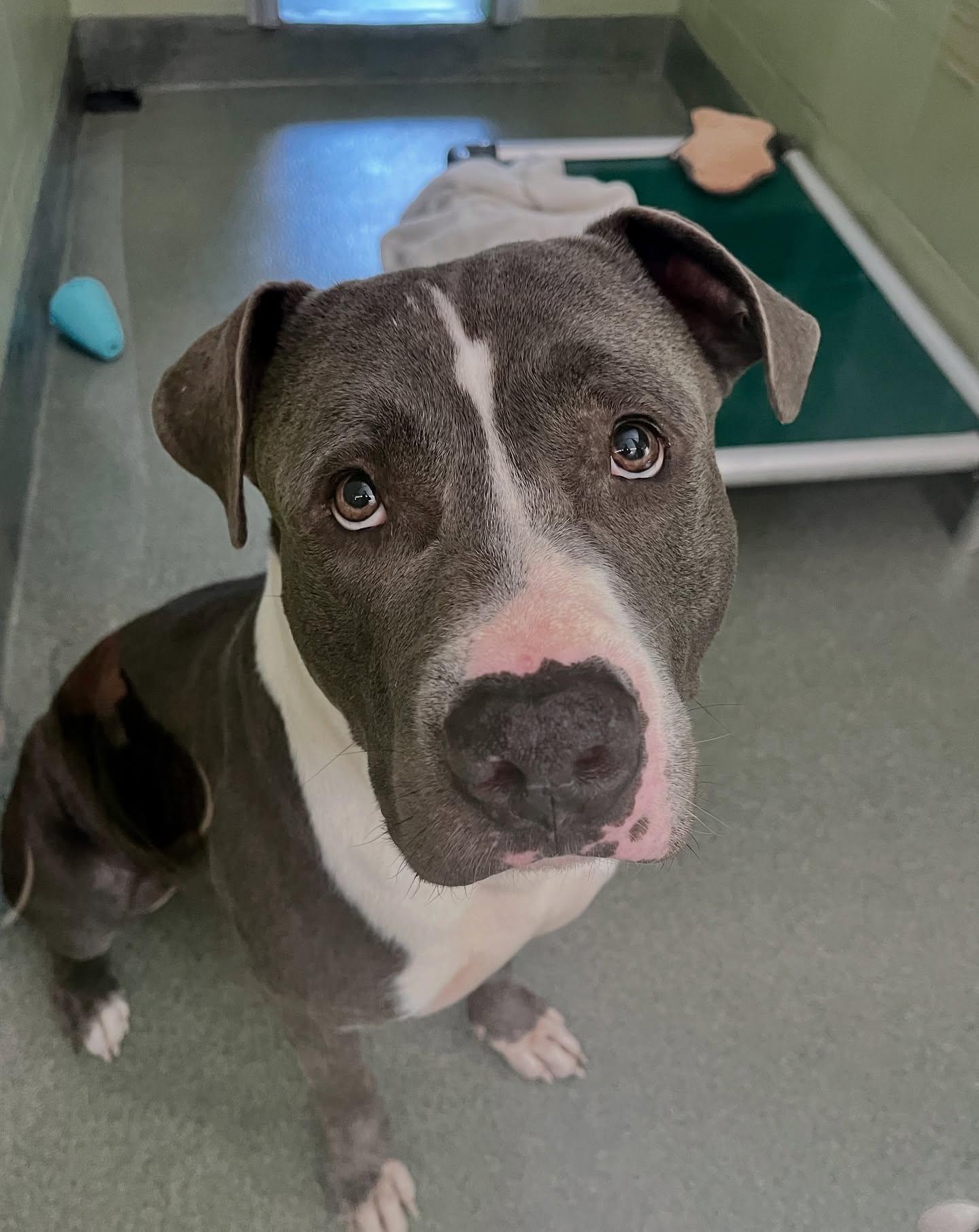 Shelter Dog Looks On Sadly As Adopters Pass Her By For Puppies Instead
