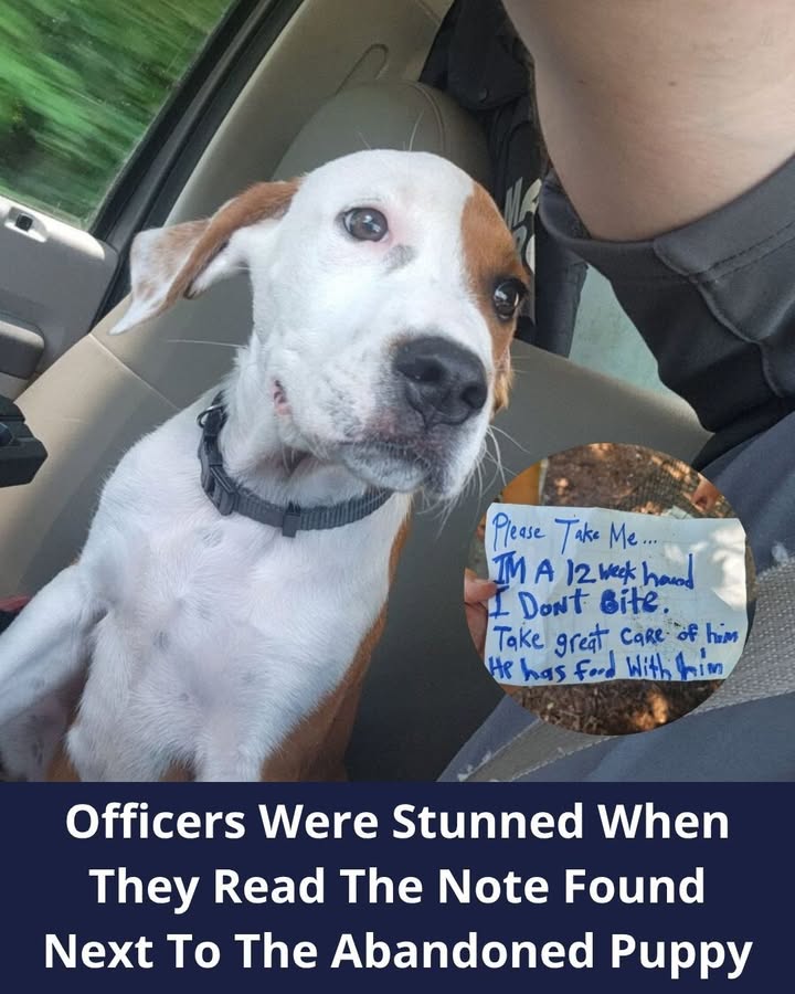 California Man Saw A Pup In A Crate With A Sad Note, So He Quickly Intervened