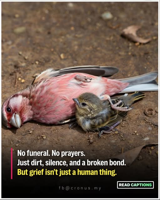 In our World — Sometimes, even the smallest Creatures carry the heaviest Feelings!