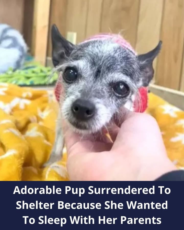 Chihuahua Ends Up At Shelter Because She Wanted To Share Bed With Her Hoomans