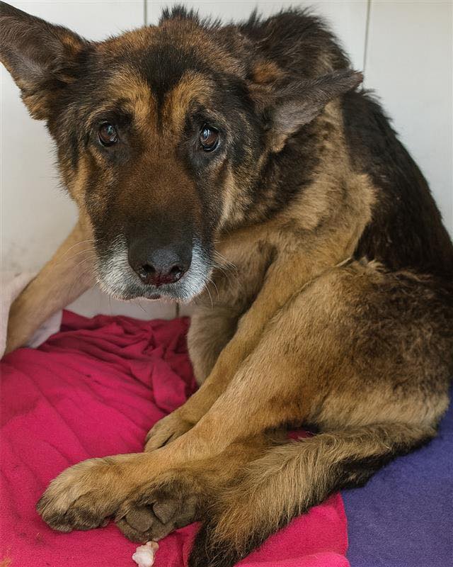 Biker Sees Injured Pup Who Can’t Move and Drops Everything to Save Her Life