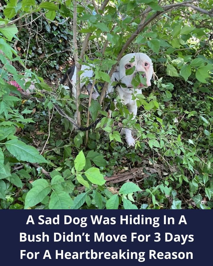 A Kentucky Dog Who Was Hiding In A Bush Didn’t Move For 3 Days And The Reason Is Heartbreaking
