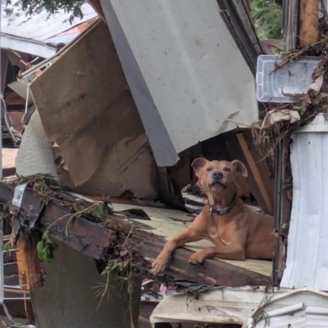 Rescuers Found a Dog Sitting in Debris Days After the Texas Floods